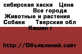 l: сибирская хаски › Цена ­ 10 000 - Все города Животные и растения » Собаки   . Тверская обл.,Кашин г.